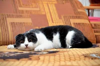 猫 打猎 年轻的猫 黄眼猫
