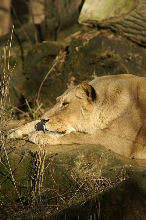 狮子 母狮 大猫 野生动物 肖像 猫 睡觉 暮光 捕食者