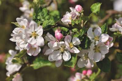 苹果花 开花 苹果树 苹果 苹果树花 分支 果树 粉色的 花序