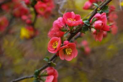 大自然 花 树 季度 植物 明子花 春天 四月 春天的花朵