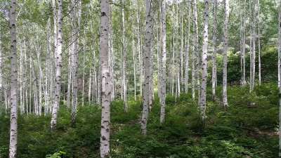 Birch 森林 春天 大自然 Birch Birch Birch