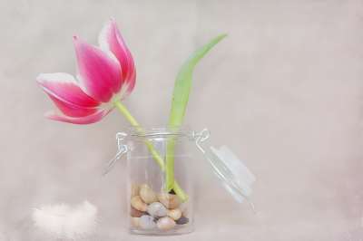 郁金香 花 粉白色 春天的花朵 春天 花瓶 玻璃 装饰石 关闭