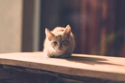 猫 眼睛 受伤 一只眼睛 村庄 疾病 优质的 木制的 户外的