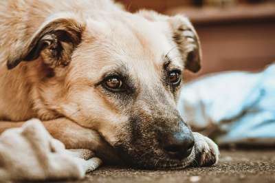 狗 动物 哺乳动物 犬类 物种 动物群 宠物