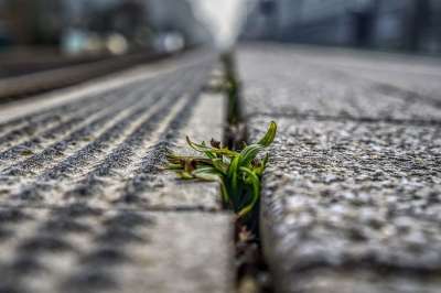 平台 杂草 植物 生长 绿色 模糊 的传输系统 铁路 火车