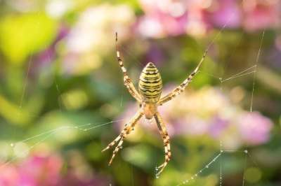 Wespenspin Bug 蜘蛛 性质 Web 蜘蛛-喜欢 蛛网