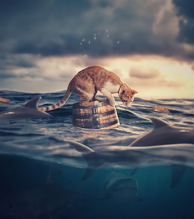 猫 水 幻想 漂浮的 鲨鱼 桶 海 海洋 浮猫 超现实的
