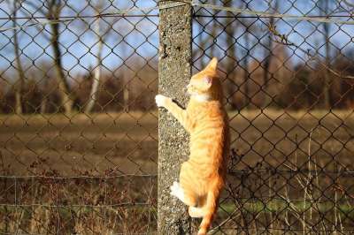 猫 小猫 红虎斑 红猫 爬 栅栏 猫宝宝 年轻的猫 俏皮的