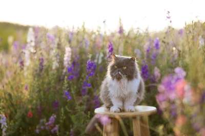 猫 波斯语 纯种 花 原野 紫罗兰 野花 基蒂 华丽的