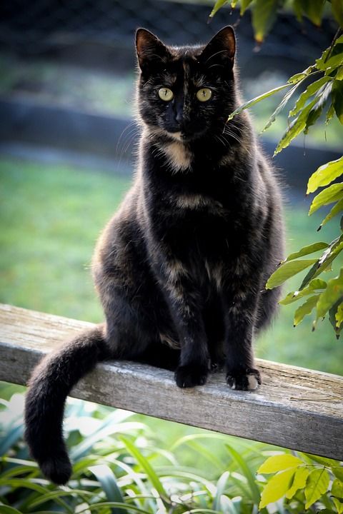 猫 黑色的 玳瑁 宠物 可爱的 动物 猫科动物