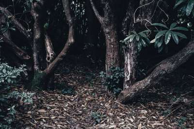 黑暗的 干树叶 环境 森林 景观 树叶 自然 植物 树树皮