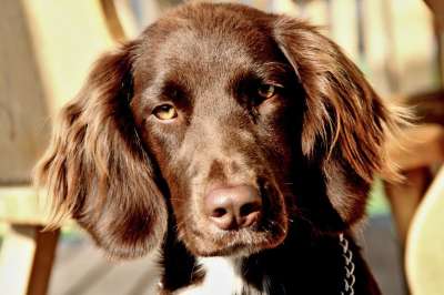 狗 宠物 犬类 动物 毛皮 鼻子 哺乳动物 狗肖像 动物世界