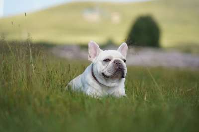 狗 法国斗牛犬 斗牛犬 犬类 朋友 品种 动物 哺乳动物