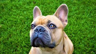 背景 法国斗牛犬 眼睛 看法 绿色 浅褐色的 琥珀色 虹膜 鼻子