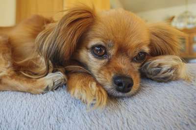 狗 宠物 犬类 动物