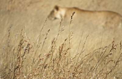 狮子 野生动物 捕食者 打猎 动物 哺乳动物 草地