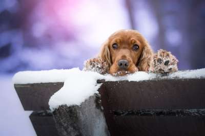 狗 可卡猎犬 五 动物 可卡犬 甜的 可卡 可爱的 金子