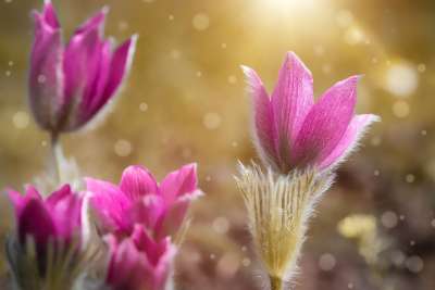 海葵 紫色的 粉色的 花 开花 自然 花园 春天 在花园里