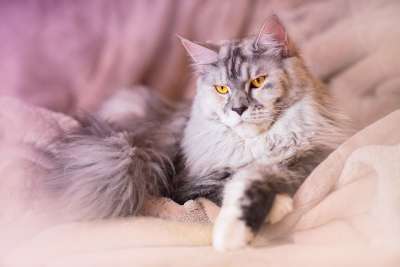 猫 缅因浣熊 动物 灰色的 银 头 猫科动物 黄眼睛 肖像