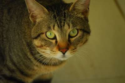 猫 动物 雪 野兽 毛皮 老虎 猫和 山猫 脸