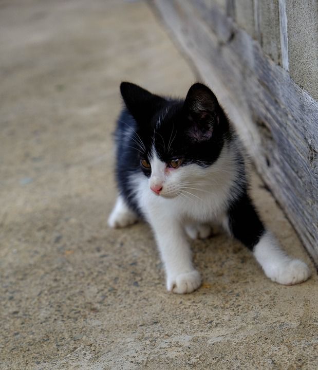 猫 N 动物 肖像 哺乳动物 宠物 毛皮 可爱 狗 小猫