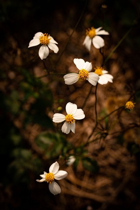 菊花 花朵 芽 杂草 秋天