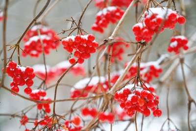 红莓 分行 雪 衬套 植物 冬天