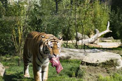 老虎 大猫 捕食者 野生动物 动物园