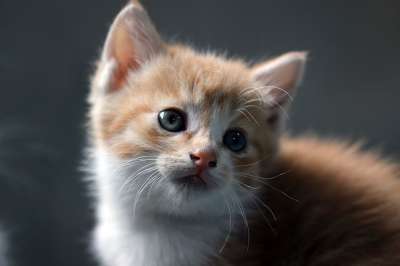 猫 流浪猫 吉尔扬伊 小猫 动物 可爱的 宠物 喵