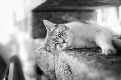 猫 宠物 动物 黑和白 灰猫 灰色的宠物