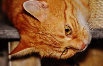 猫 宿醉 红色的 乐趣 可爱的 鲭鱼 老虎 舒适 动物 家猫