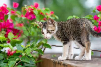 基蒂 猫 动物 可爱的 宠物
