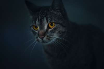 猫 强盗 荒野 动物 眼睛 黑暗的 神秘 肖像 小的 狮子