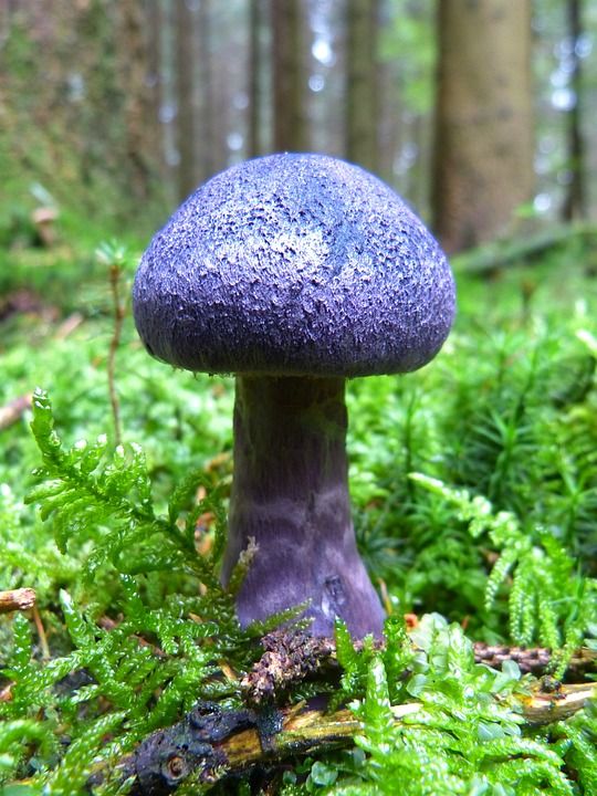 蘑菇 落下 紫色 蓝色的 森林地面 苔藓 深紫色面纱