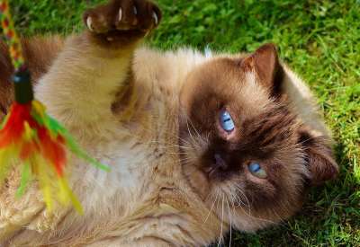 猫 英国短毛猫 玩 纯种 亲爱的 毛皮 棕色的 浅褐色的 可爱的