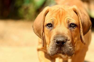 布尔布尔 花生斗牛犬 狗 小狗 獒 动物 哺乳动物 兽