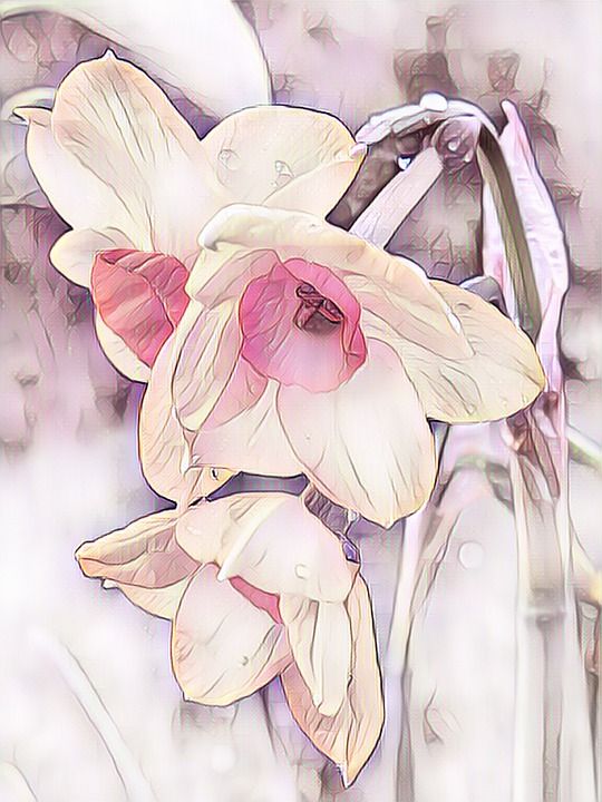 水仙花 花 数码绘画 粉彩 植物 开花 早期的纰漏 自然 艺术