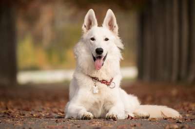 狗 宠物 德国牧羊犬 动物 家犬 犬类 哺乳动物 可爱的 肖像