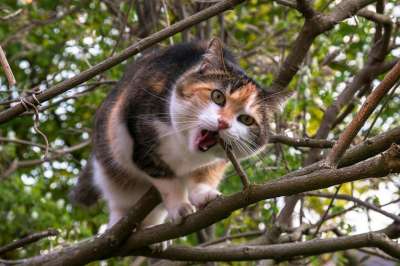 猫 爬 分行 幸运猫 家猫 树 蚕食 紧缩