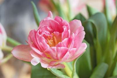 花 开花 粉色的 郁金香 双花 切花 春天的花朵 盛开 花瓣