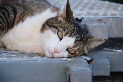 猫 宿醉 脾气暴躁的 说谎 肖像 关闭 家猫 毛皮 眼睛