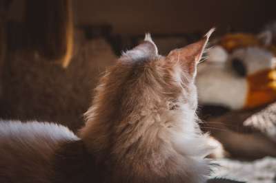 猫 宿醉 头 耳朵 公寓 里面 家猫 家畜 动物