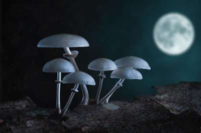 蘑菇 月亮 秋天 夜晚 幻想 森林 黑暗 自然
