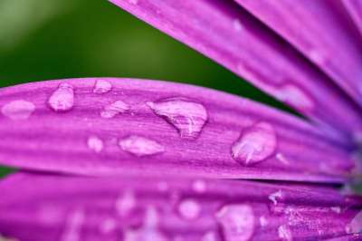 花 花瓣 非洲雏菊 露 露滴 水滴 雨滴 紫色的花朵 开花