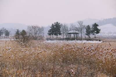 自然 风景 户外 木头 公园 松树 小屋 庇护所 休息 浪漫