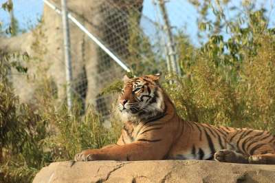 老虎 猫 猫科动物 野生猫 捕食者 动物 哺乳动物 危险的 条纹