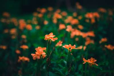 火花皇家 花 橙色的 工厂 树 颜色 花园 森林 植物