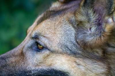 狗 牧羊犬 头 鼻子 动物肖像 关闭 眼睛 看法 细心 纯种狗