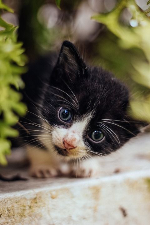 动物 宠物 猫 小猫 猫科动物 毛皮 胡须 特写