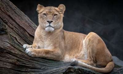 狮子 母狮 野生动物 捕食者 大猫 自然 女性 猫 动物